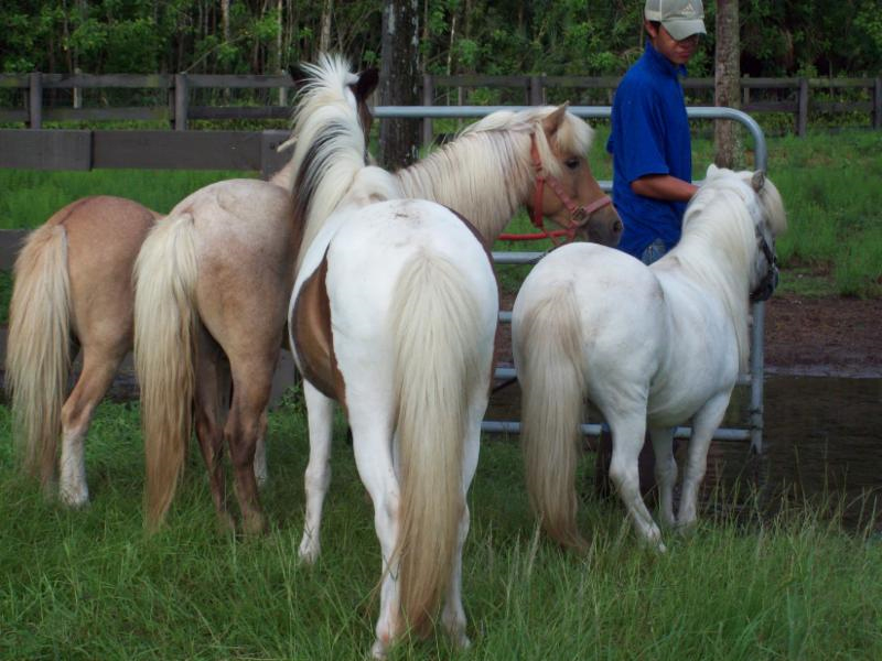 Boy caring for horses