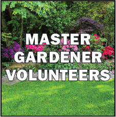 Master Gardener volunteers button