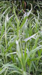 Close-up of stem joint