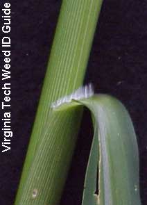 broken stock with white sap