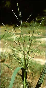 small sprouts of plant beginning to appear from ground