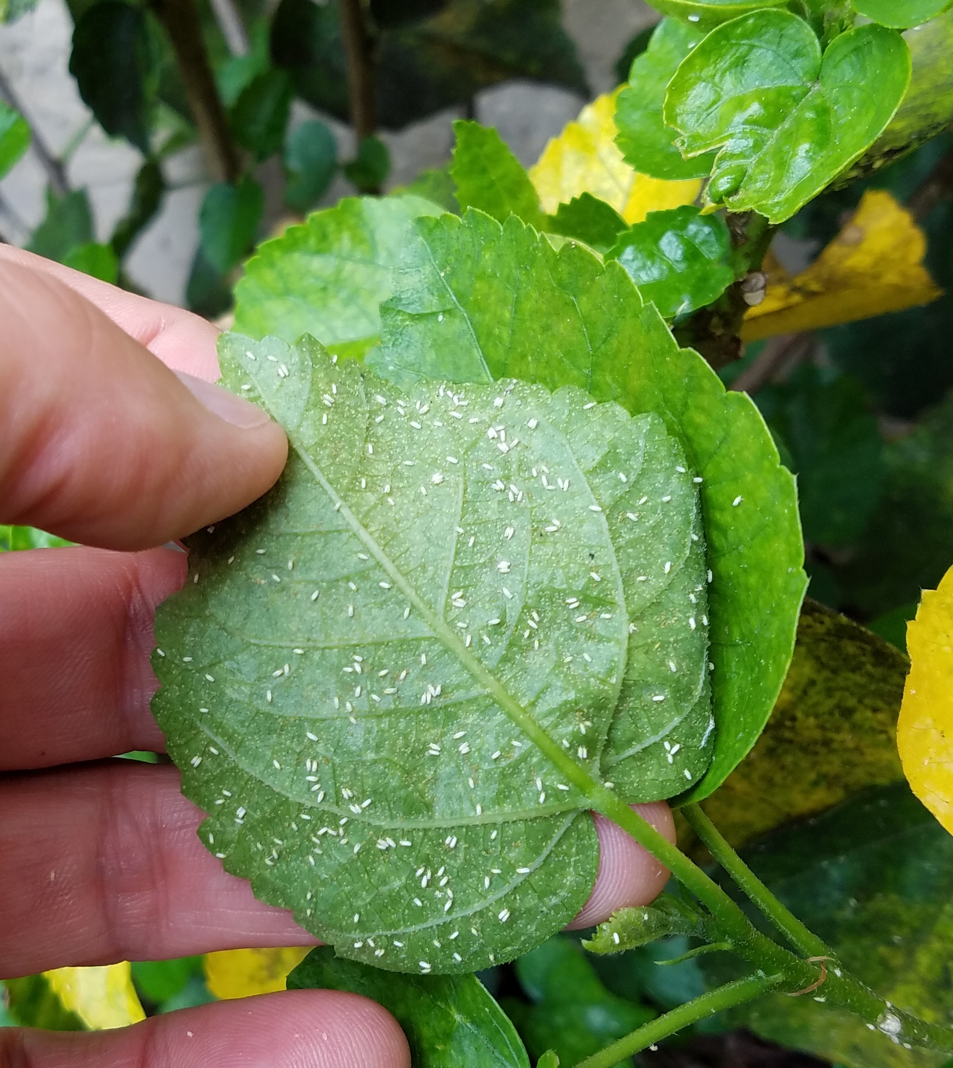 Silverleaf Whiteflies