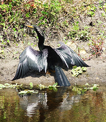An anhinga dries its wings