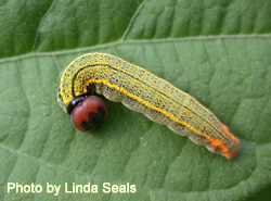 caterpillar on a leaf