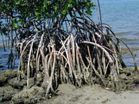 Red Mangrove Roots