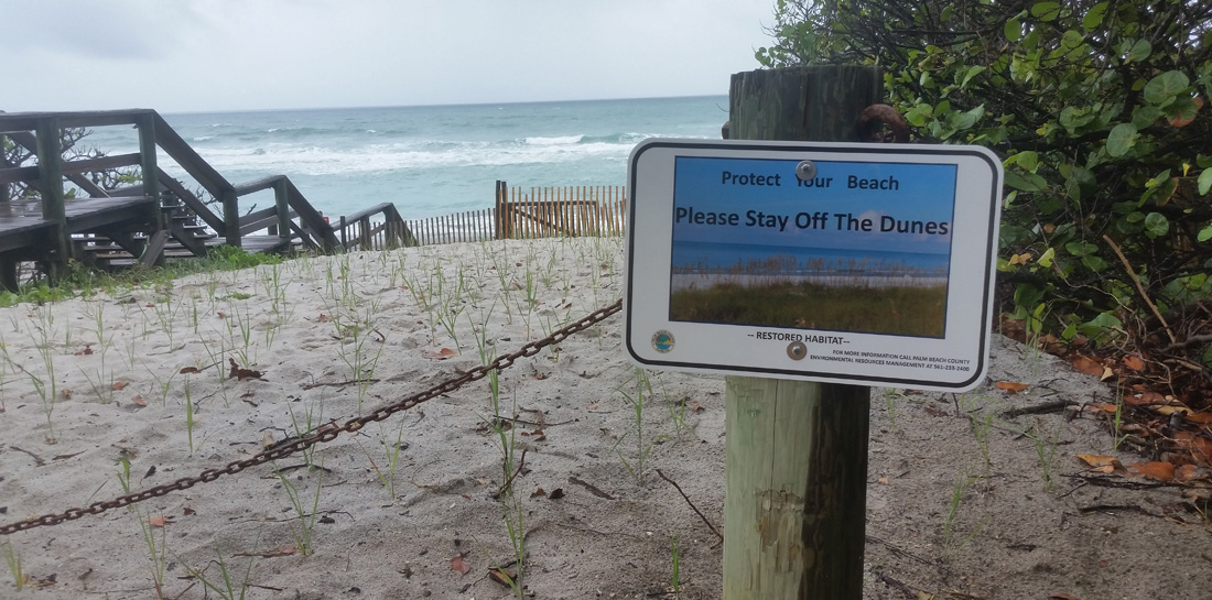 South Jupiter Dune Restoration 2020