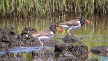 American Oystercatchers foraging on rocks in Lake Worth Lagoon
