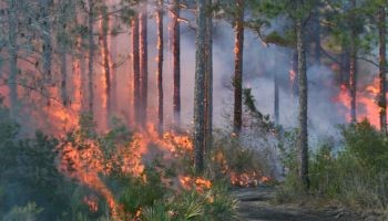 Flames from a prescribed fire operation