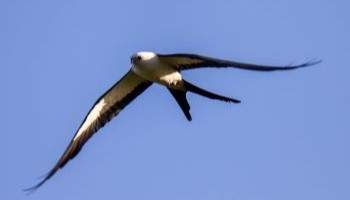 Swallowed tail kite soaring through sky