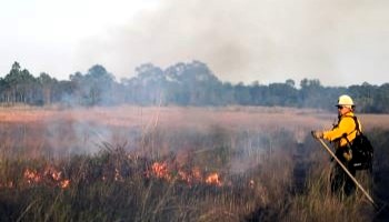 controlled burn monitored by staff