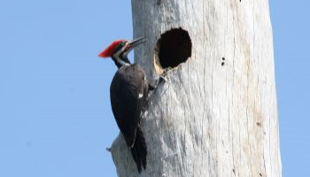 woodpecker looking into tree cavity