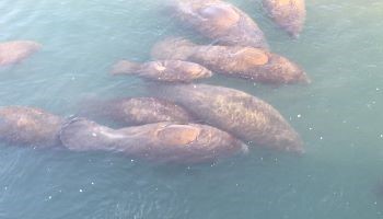 Manatee