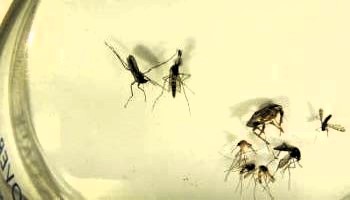 mosquito larvae