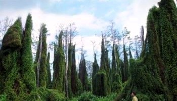 old world climbing fern covering cypress swamp