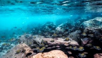 artificial reef with marinelife