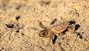 sea turtle hatchling