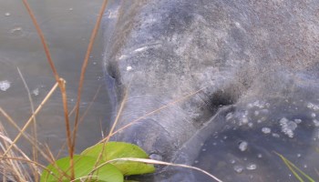 Lagoon Manatee picture