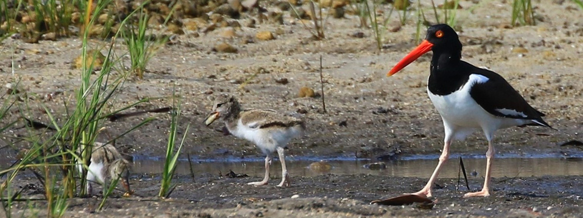 Picture of American Oystercatcher Shorebirds, 2 Chicks and 1 Adult Parent at Lake Worth Lagoon Estuary