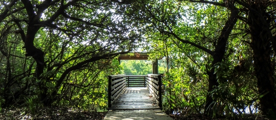 Picture of the shaded observation platform overlooing an estuarine tidal creek at Frenchman's Forest Natural Area