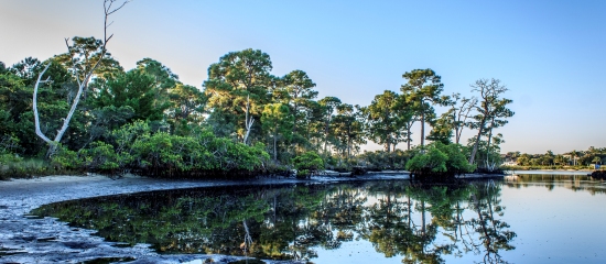 Picture of the shoreline along the Intercoastal Waterway at Jupiter Ridge Natural Area