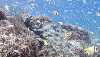 Picture showing an underwater reef with fish and other marine life visible