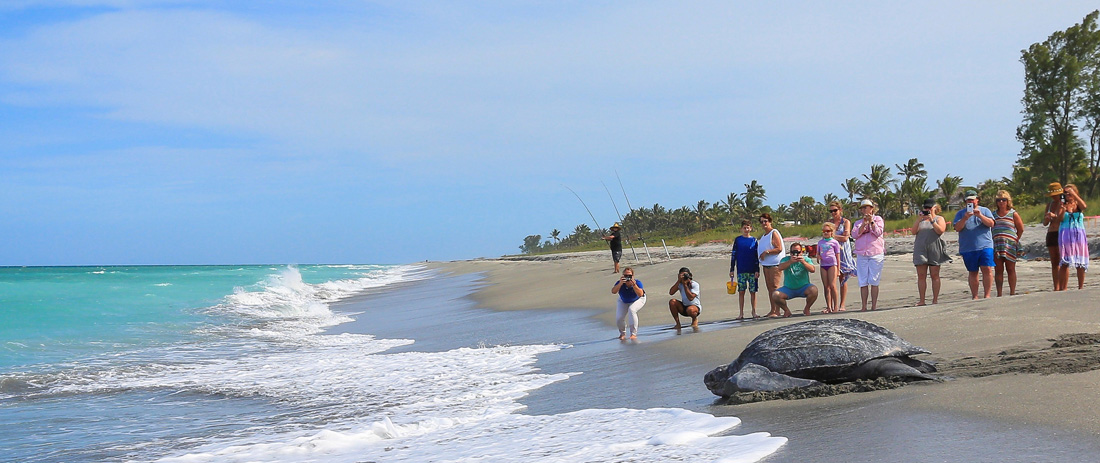 Adult Leatherback Sea Turtle Nested on Beach and Returning to Ocean