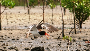 Picture of an American Oystercatcher Shorebird Flying