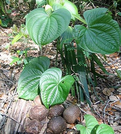 Close up of air potato leaves and tubers