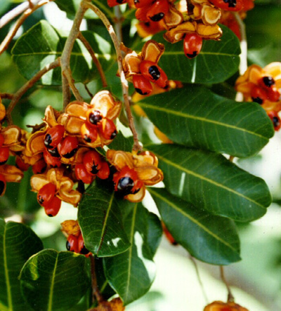 Close up of seeds and leaves on carrotwood tree