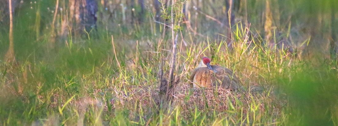 Image of a Sandhill Crane Laying Down