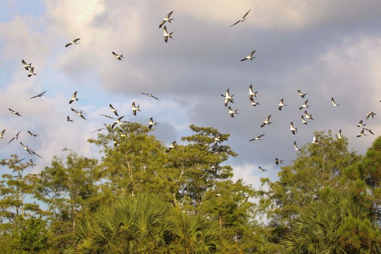 Swallow tailed kite circling roosting site