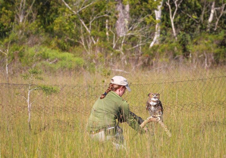 Hino, a great horned owl being set on a perch.