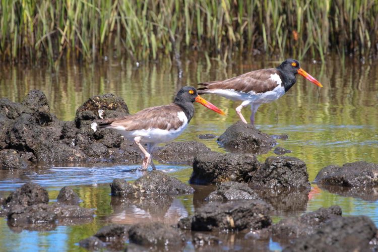Image of the American oystercatcher shore bird