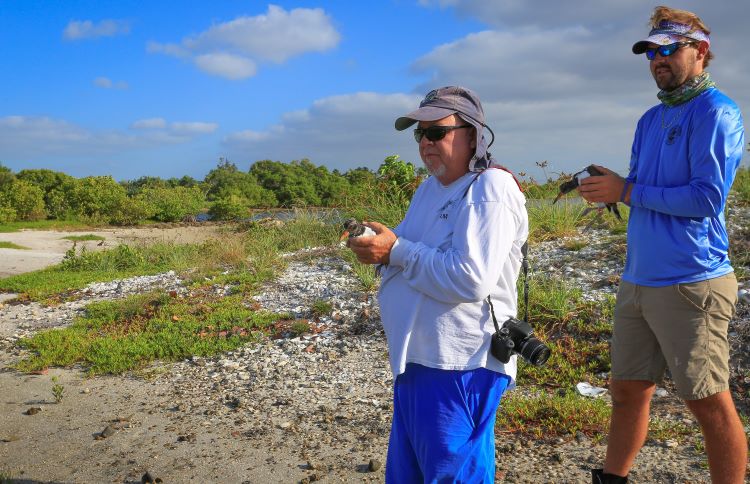 Image of staff preparing to release American Oystercatcher chicks after being banded