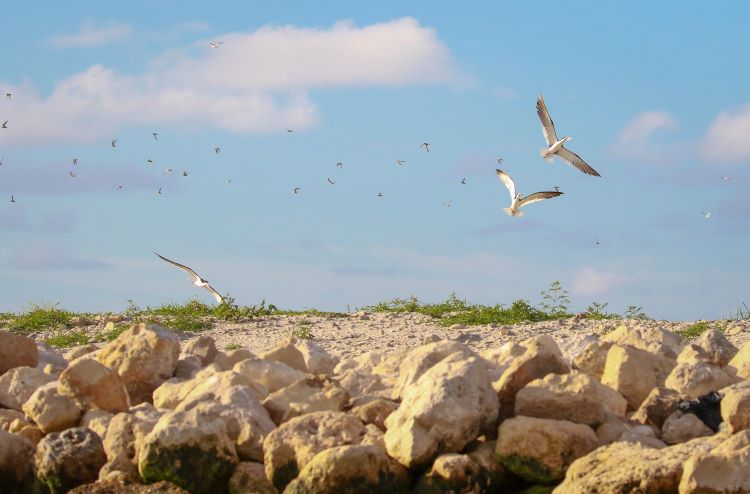 Black skimmers and least tern shorebirds sharing space at Tarpon Cove Restoration in Lake Worth Lagoon