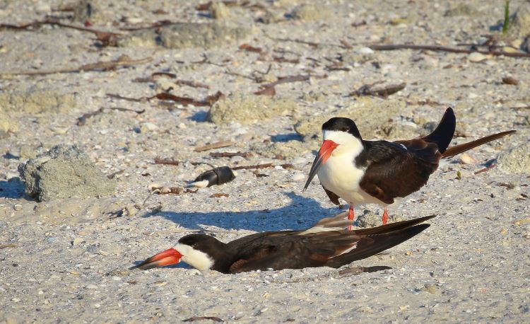 Black skimmer shorebirds nesting