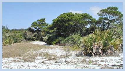 florida scrub