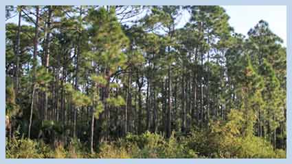 pine flatwood trees
