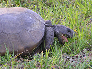 Gopher Tortoise