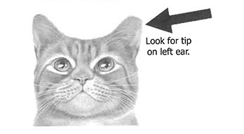 EarTip01.jpg