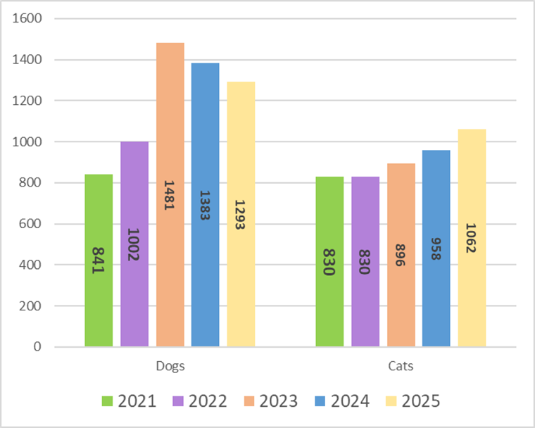 Dogs and Cat Adoptions