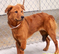 Animal Care - Lost pets