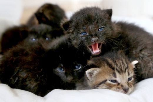 Kittens Image