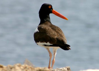 Lake Worth Lagoon Restoration